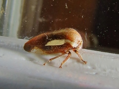 Ophiderma flavicephala