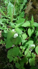 Lamium album