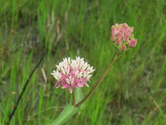 Asclepias rubra