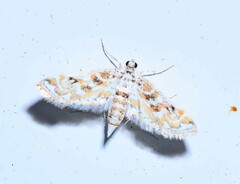 Parapoynx diminutalis image