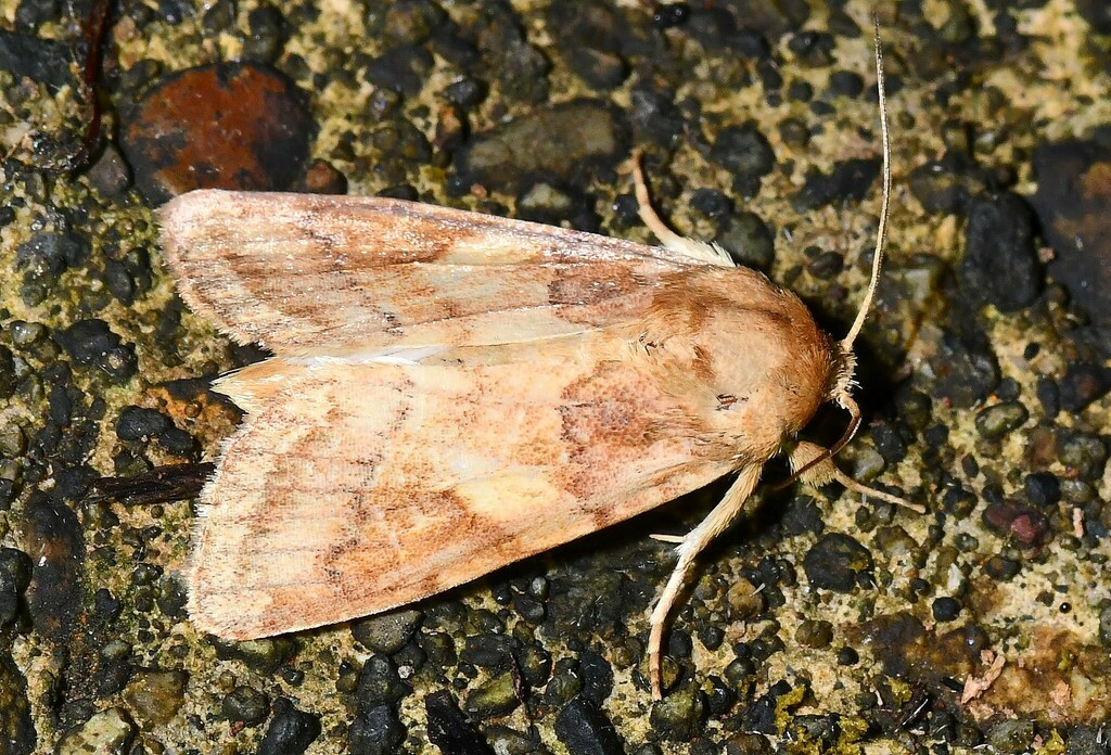 Spodoptera evanida