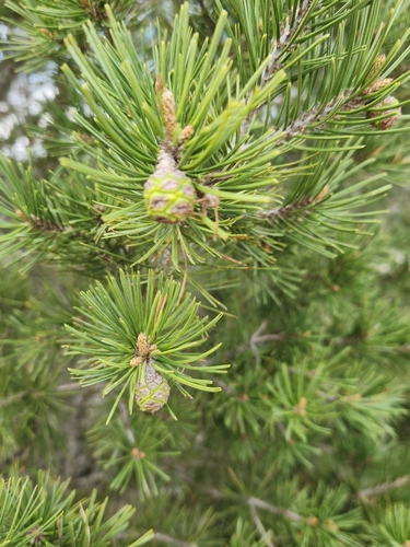 Image of Pinus remota by (c) Jo Roberts, some rights reserved (CC BY)