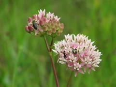 Asclepias rubra