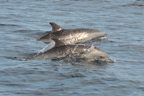 Pantropical Spotted Dolphin