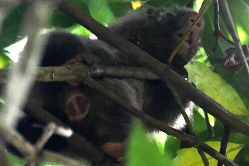 Bahia Porcupine