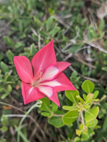Image of Gladiolus carmineus by (c) biogeek, some rights reserved (CC BY)