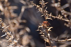 Tachypompilus unicolor