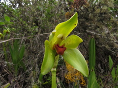 Ida costata, photograph Manuel Roncal, CC0, iNaturalist via GBIF