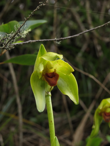 Ida costata