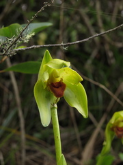 Ida costata