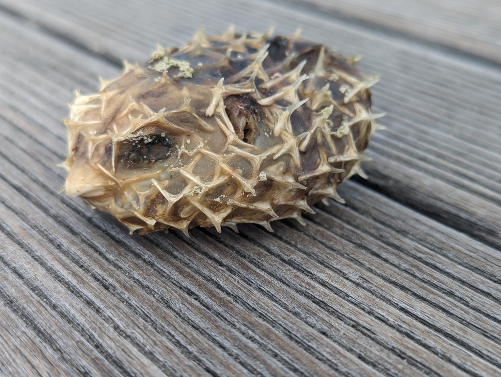 Birdbeak burrfish