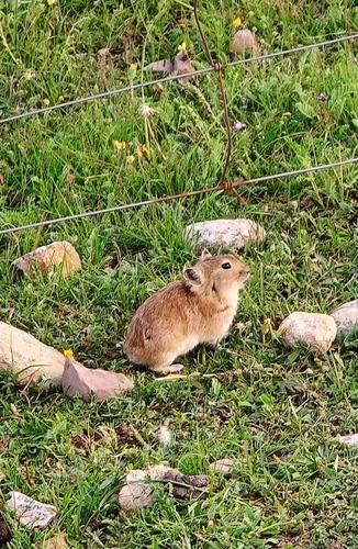Black-lipped Pika