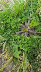 Daucus carota sativus