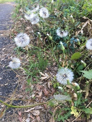 Hypochaeris chillensis