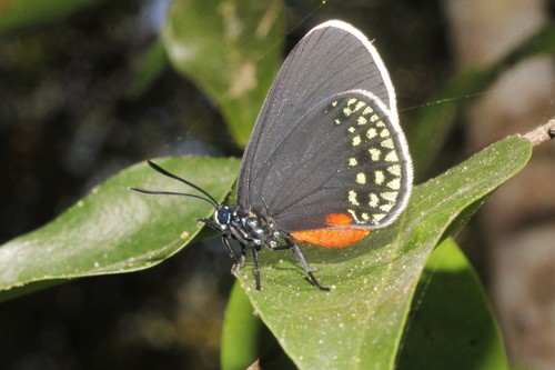 Mexican Cycadian