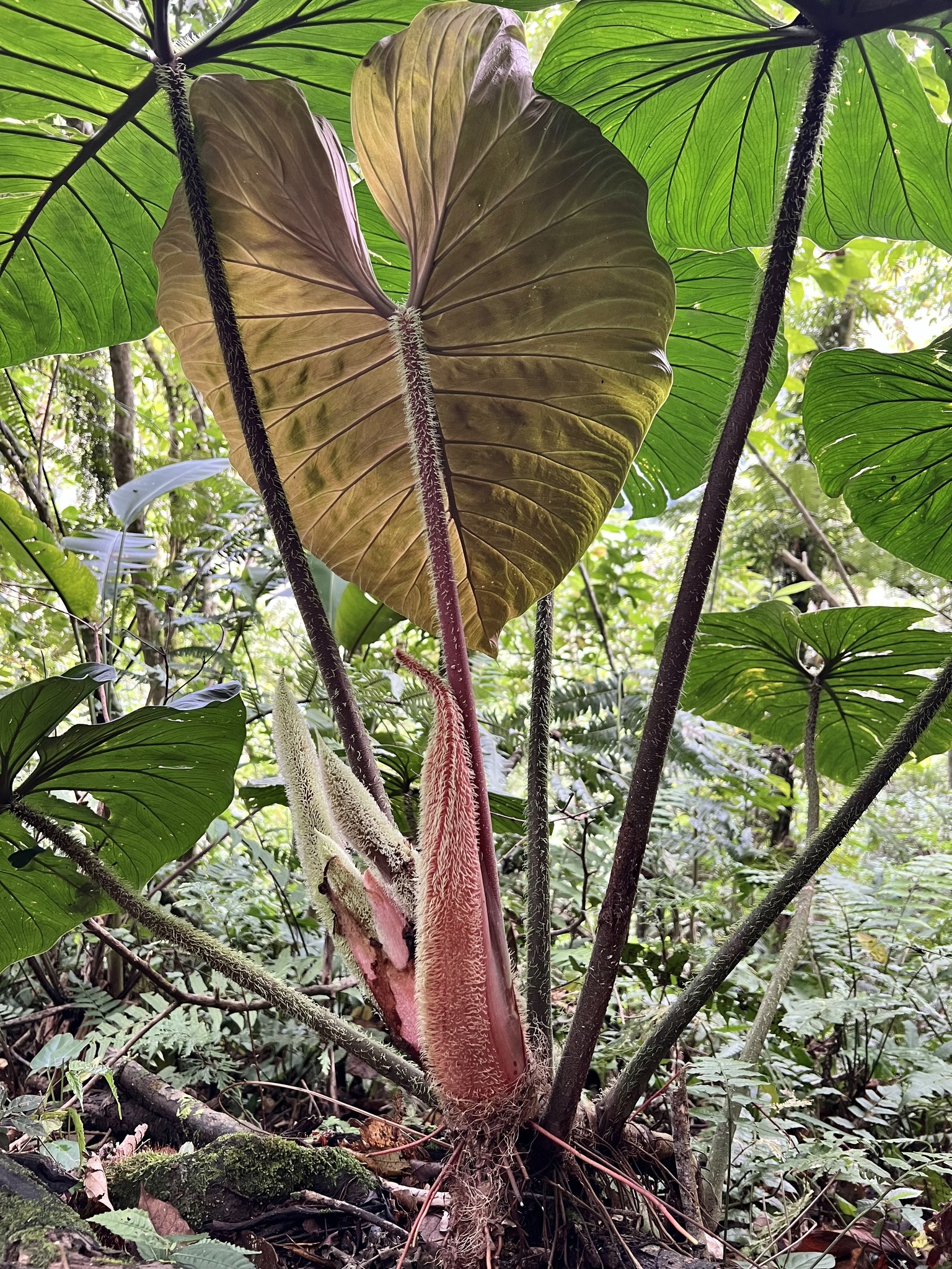 Philodendron verrucosum