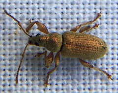 Phyllobius argentatus