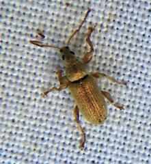 Phyllobius argentatus