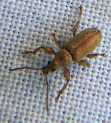 Phyllobius argentatus