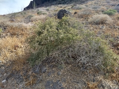 Atamisquea emarginata