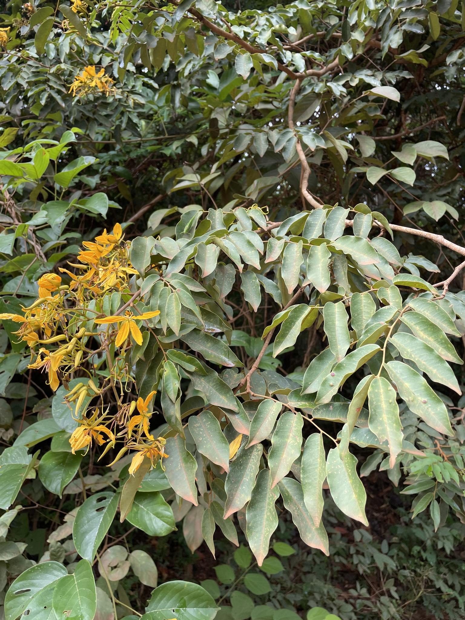 Martiodendron mediterraneum