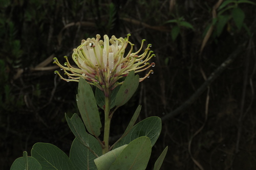 Oreocallis grandiflora, photograph 2