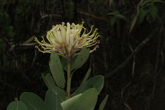 Manuel Roncal, CC0, iNaturalist via GBIF Oreocallis grandiflora, photograph Manuel Roncal, CC0, iNaturalist via GBIF