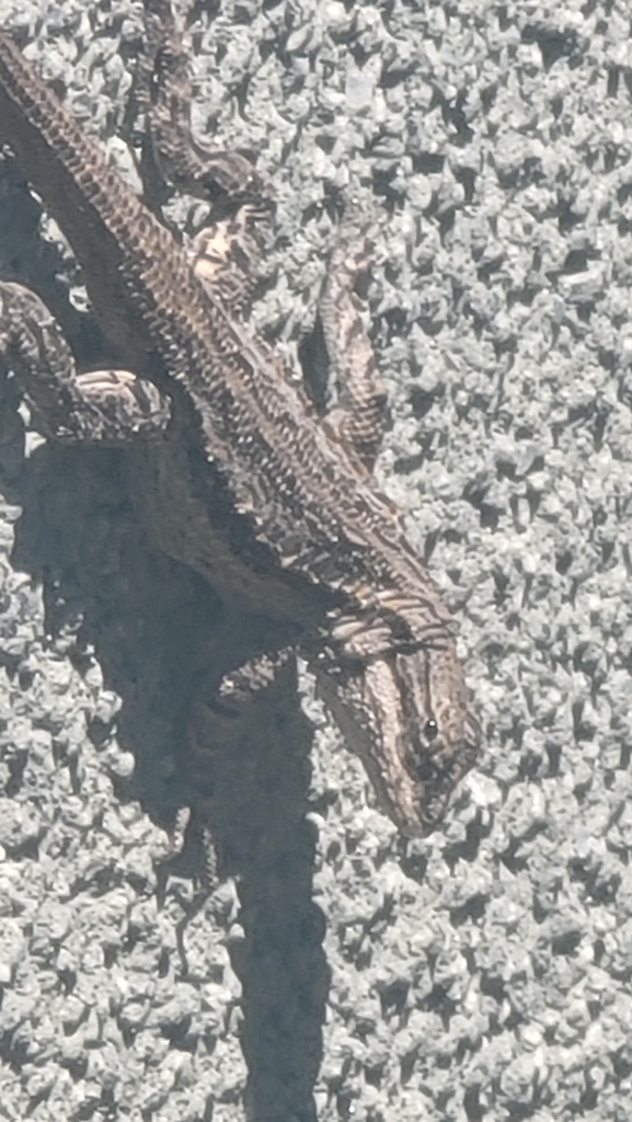 Ornate Tree Lizard from Miramonte at the River, Tucson, AZ, USA on