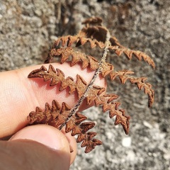 Cheiloplecton rigidum lanceolatum