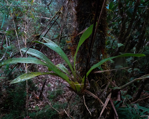 Image of Cyrtochilum macranthum by (c) biped_cub, some rights reserved (CC BY)