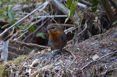 Scelorchilus rubecula