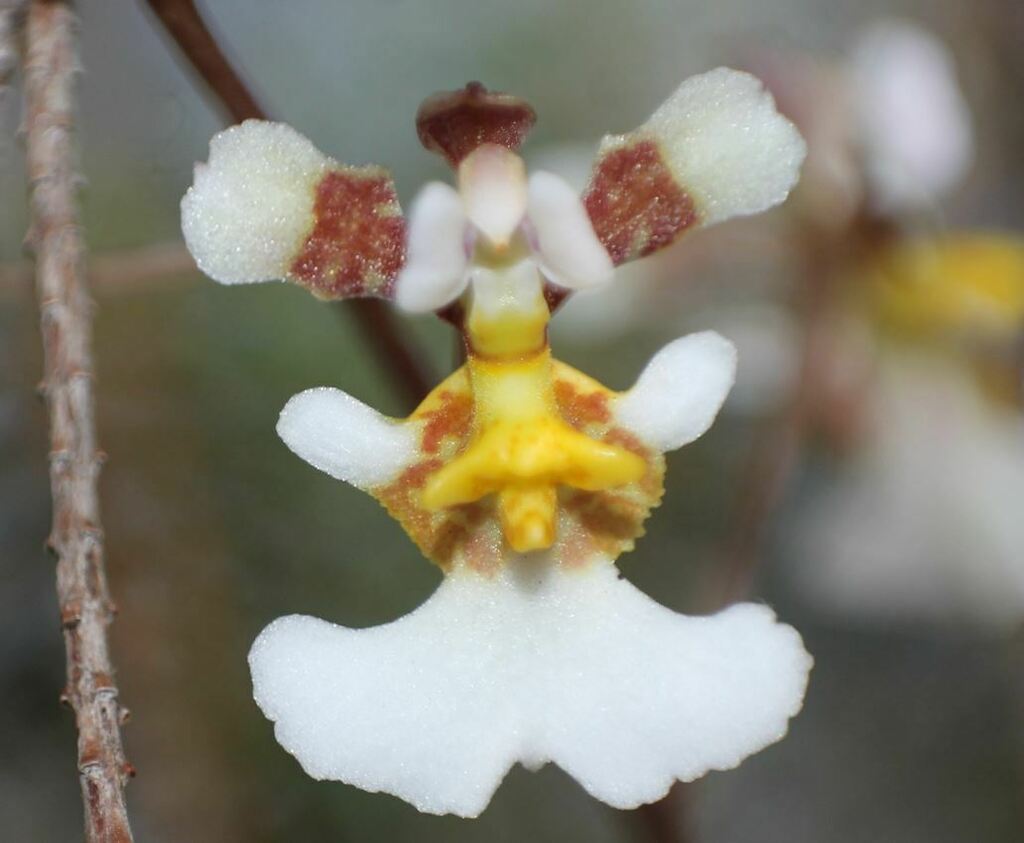 Florida dancing lady orchid