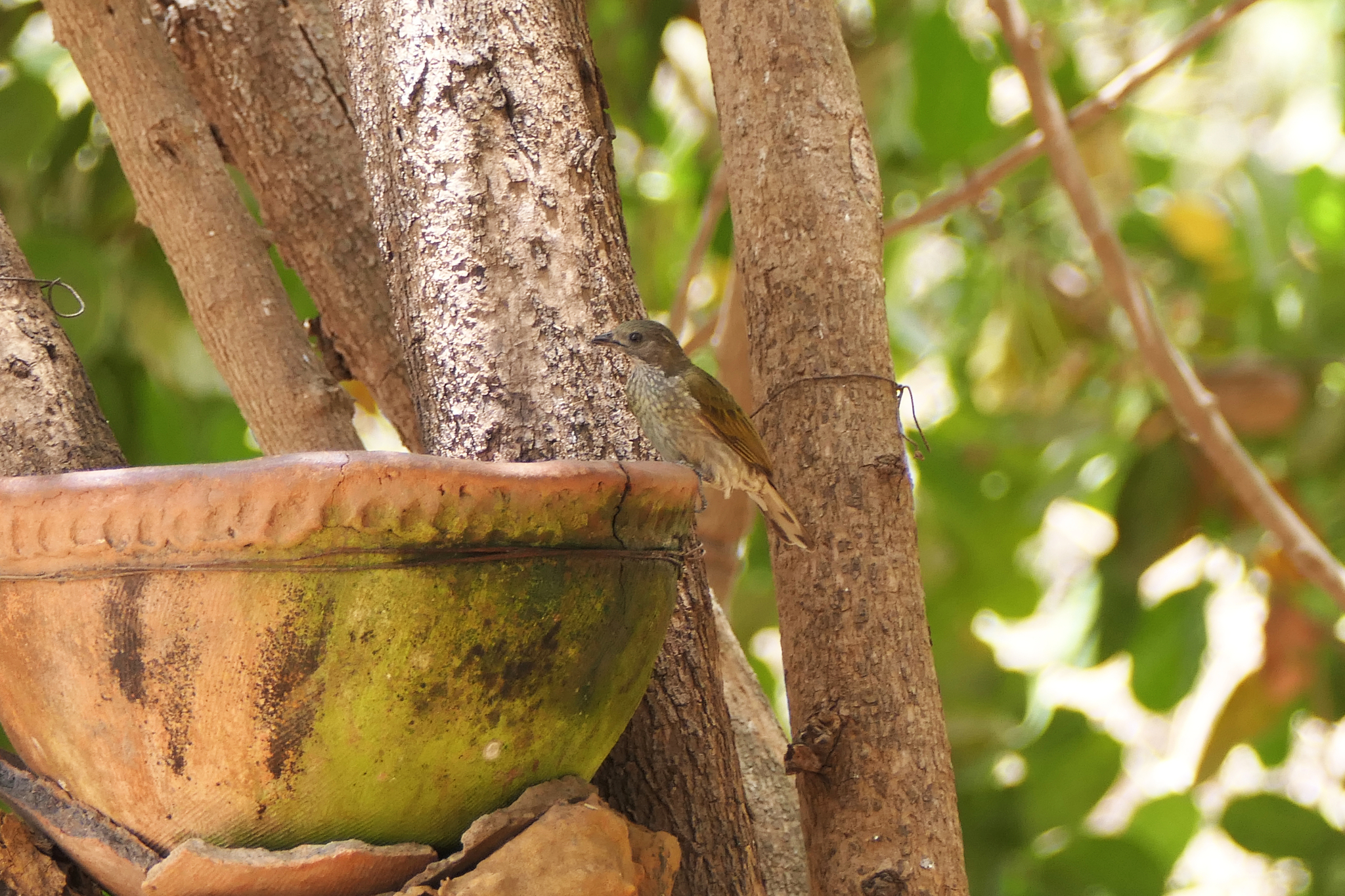 Spotted Honeyguide (Indicator maculatus), photo 1