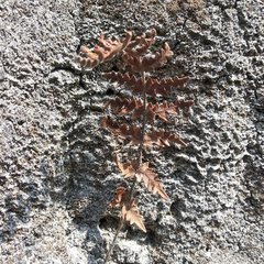 Cheiloplecton rigidum lanceolatum