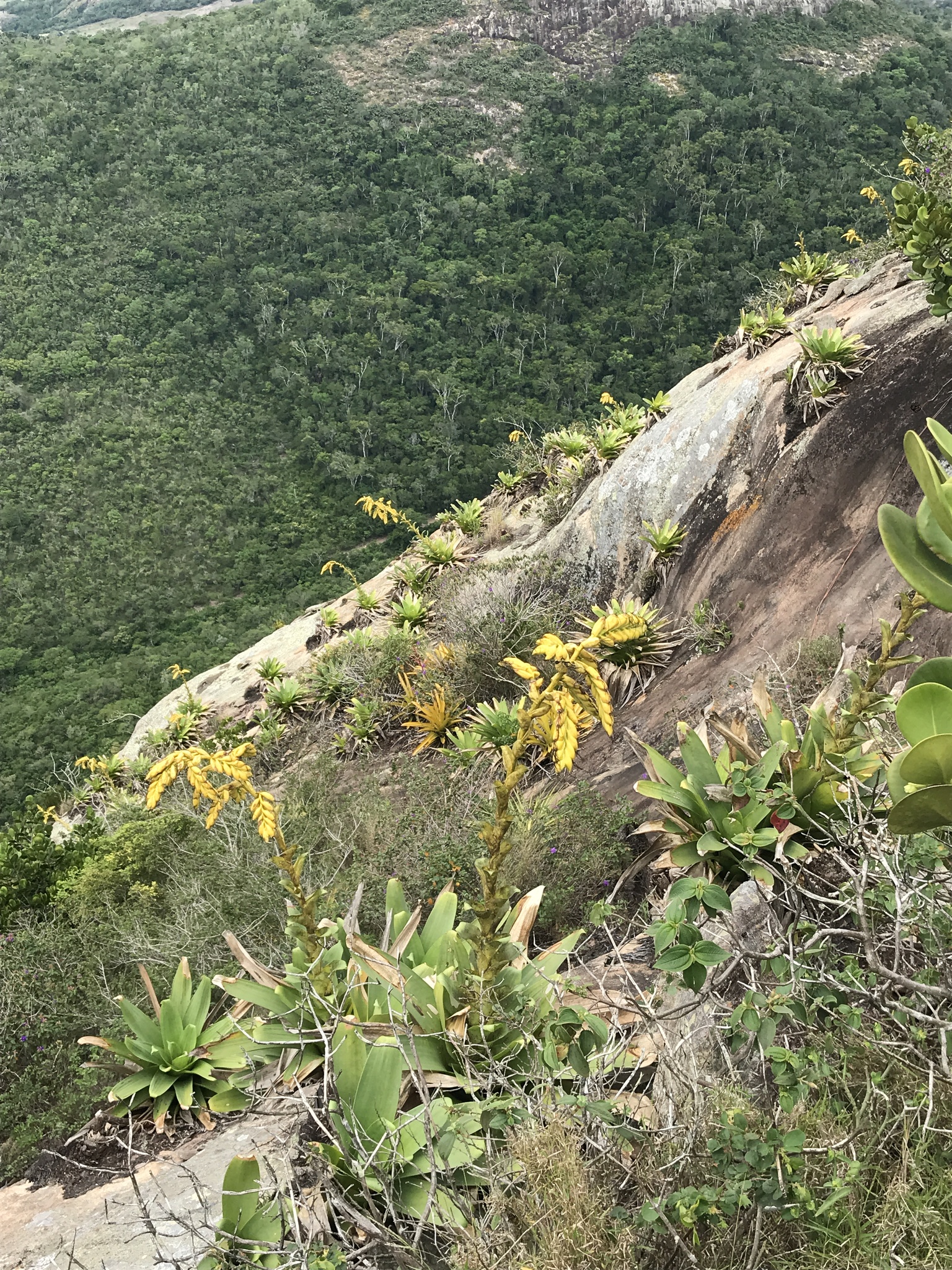 Alcantarea vandenbergii