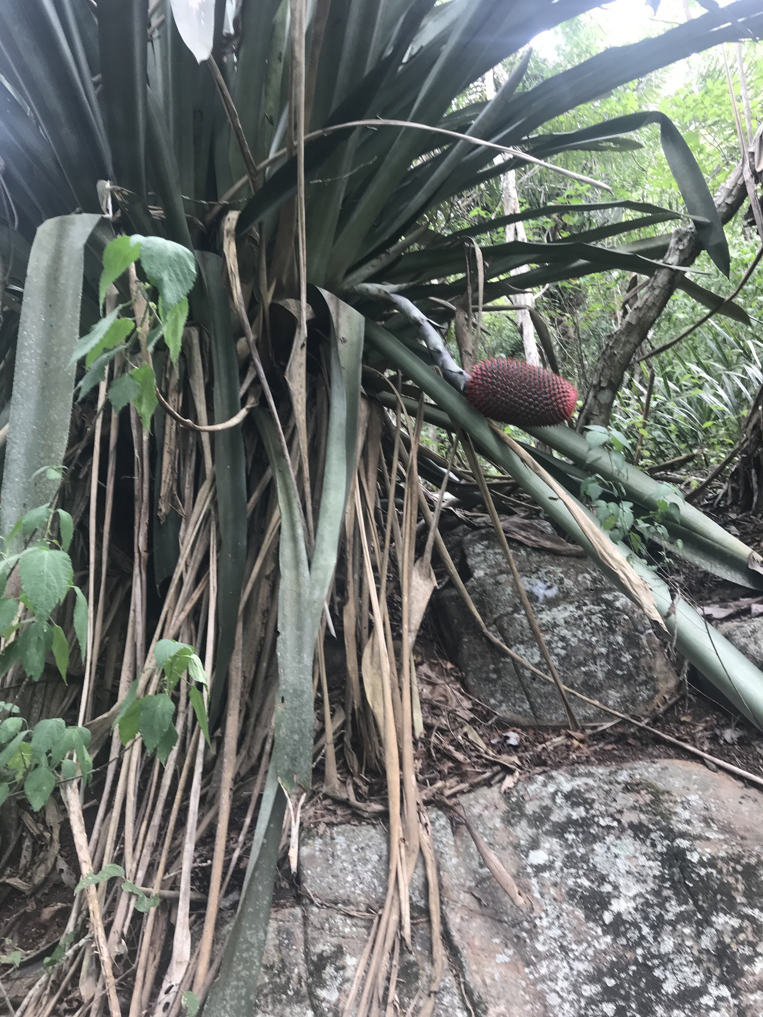 Karawata multiflora