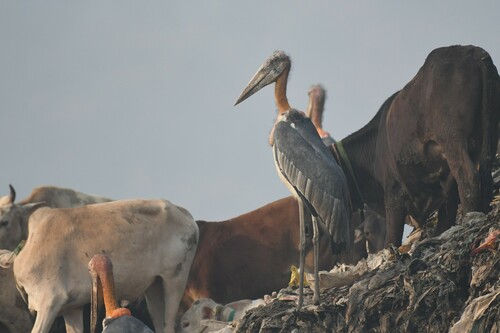 Greater Adjutant (Leptoptilos dubius), photo 8