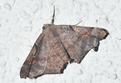 Image of Pero clysiaria