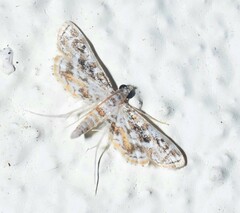 Parapoynx diminutalis image