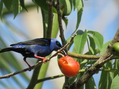 Red-Legged Honeycreeper photo 6