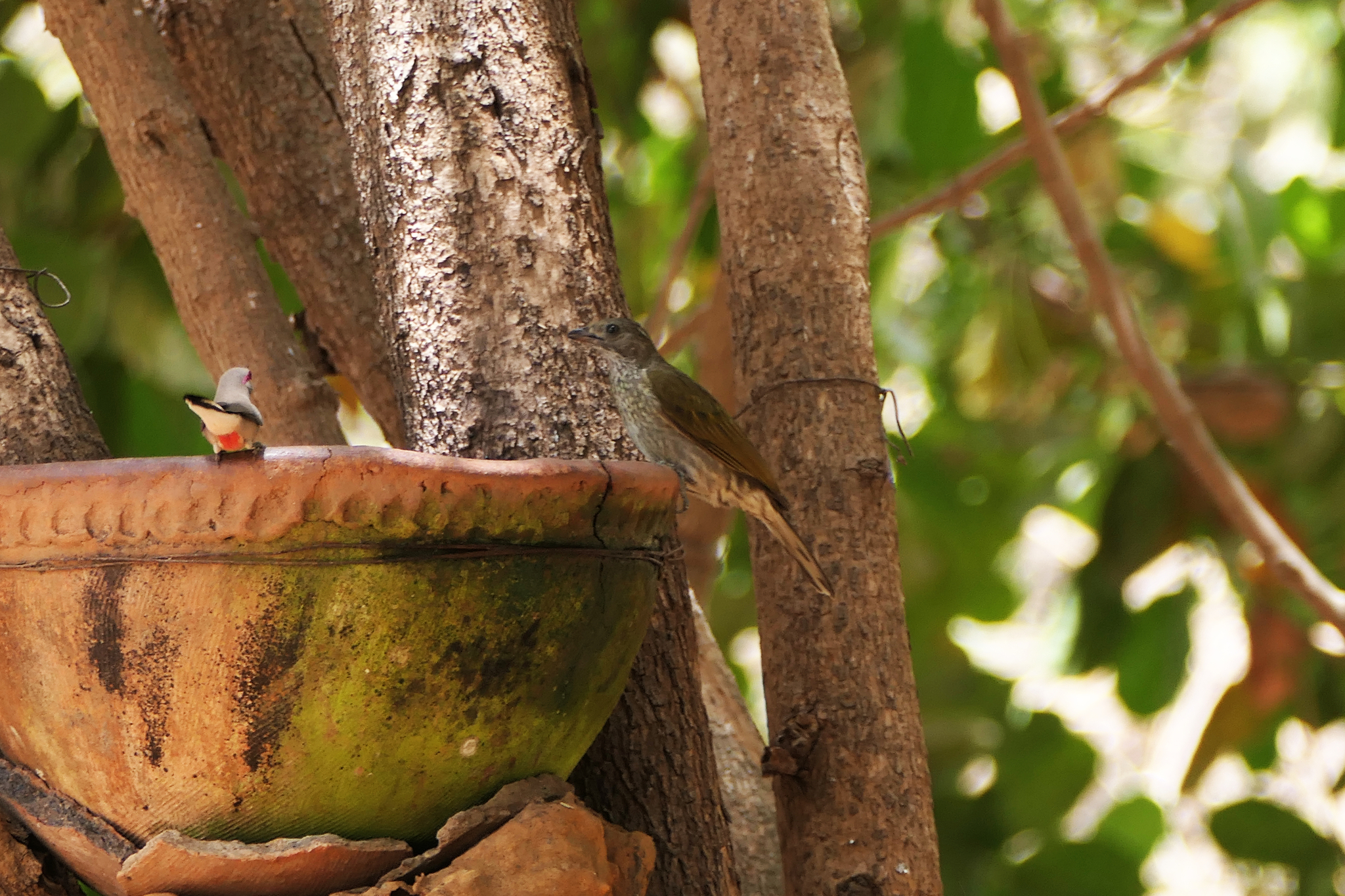 Spotted Honeyguide (Indicator maculatus), photo 2