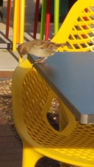 Passer domesticus