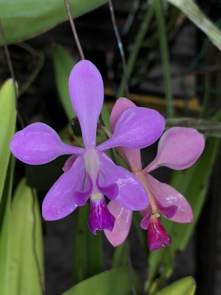 Encyclia dichroma (Lindl.) Schltr. 3