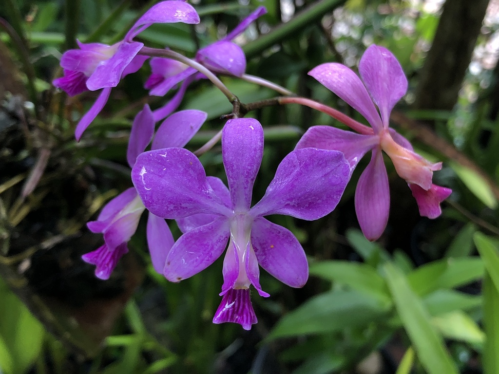 Encyclia dichroma (Lindl.) Schltr. 4