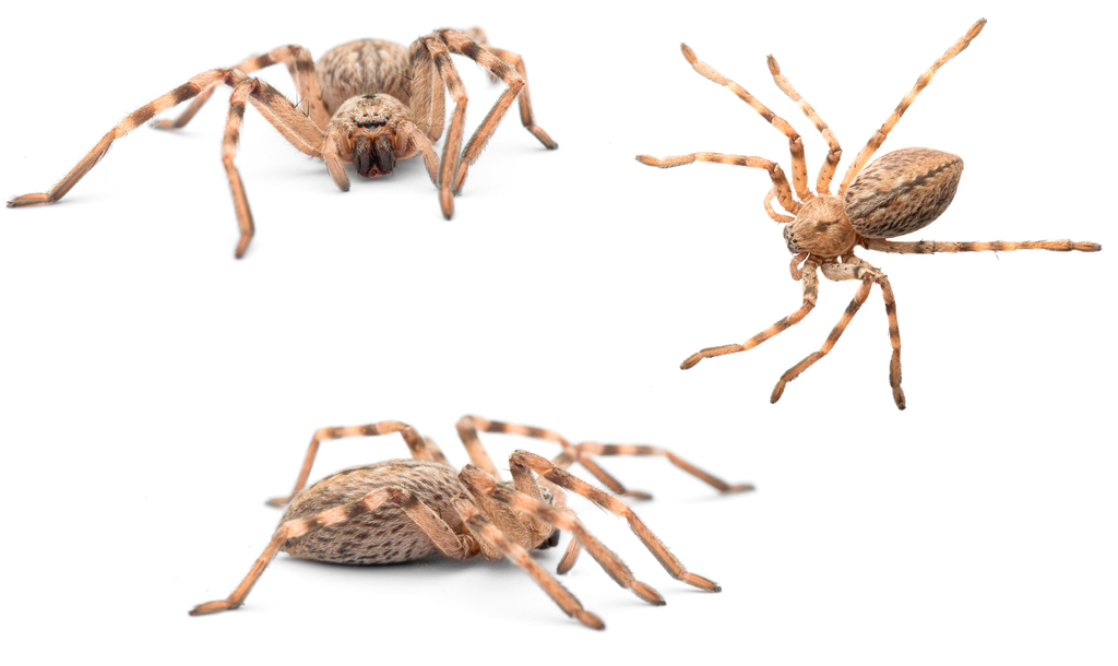 Eusparassus dufouri