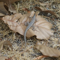 Sceloporus jalapae