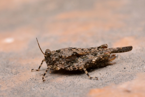 Mediterranean Groundhopper