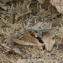 Sceloporus jalapae