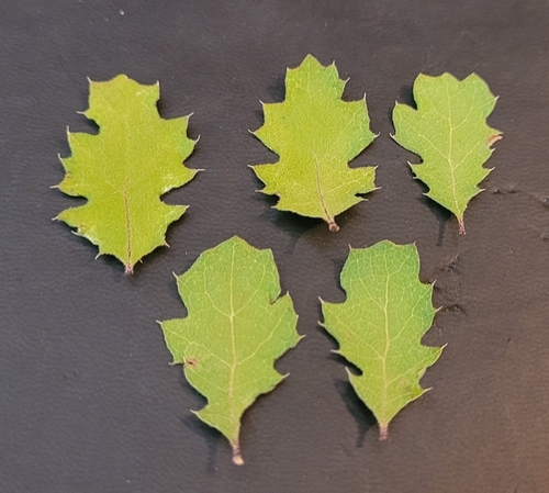 Quercus berberidifolia × douglasii