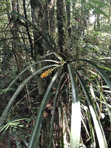 Aechmea bicolor